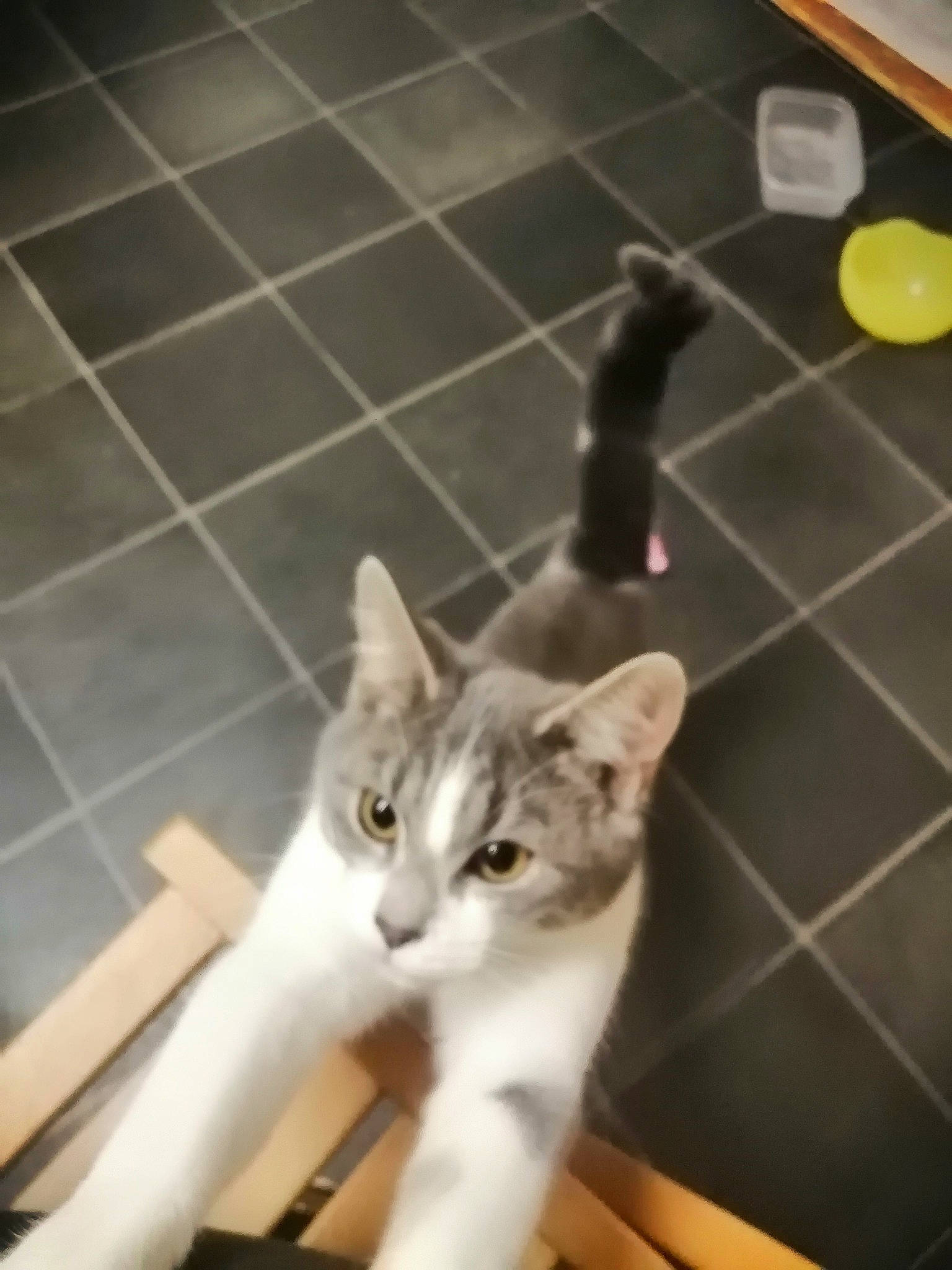 Paris is registered to the contest to win money with this photo: carnivore, cat, domestic_short_haired_cat, felidae, floor, flooring, fur, hardwood, human_leg, line, metal, paw, shadow, small_to_medium_sized_cats, square, tail, tile, tile_flooring, whiskers, wood