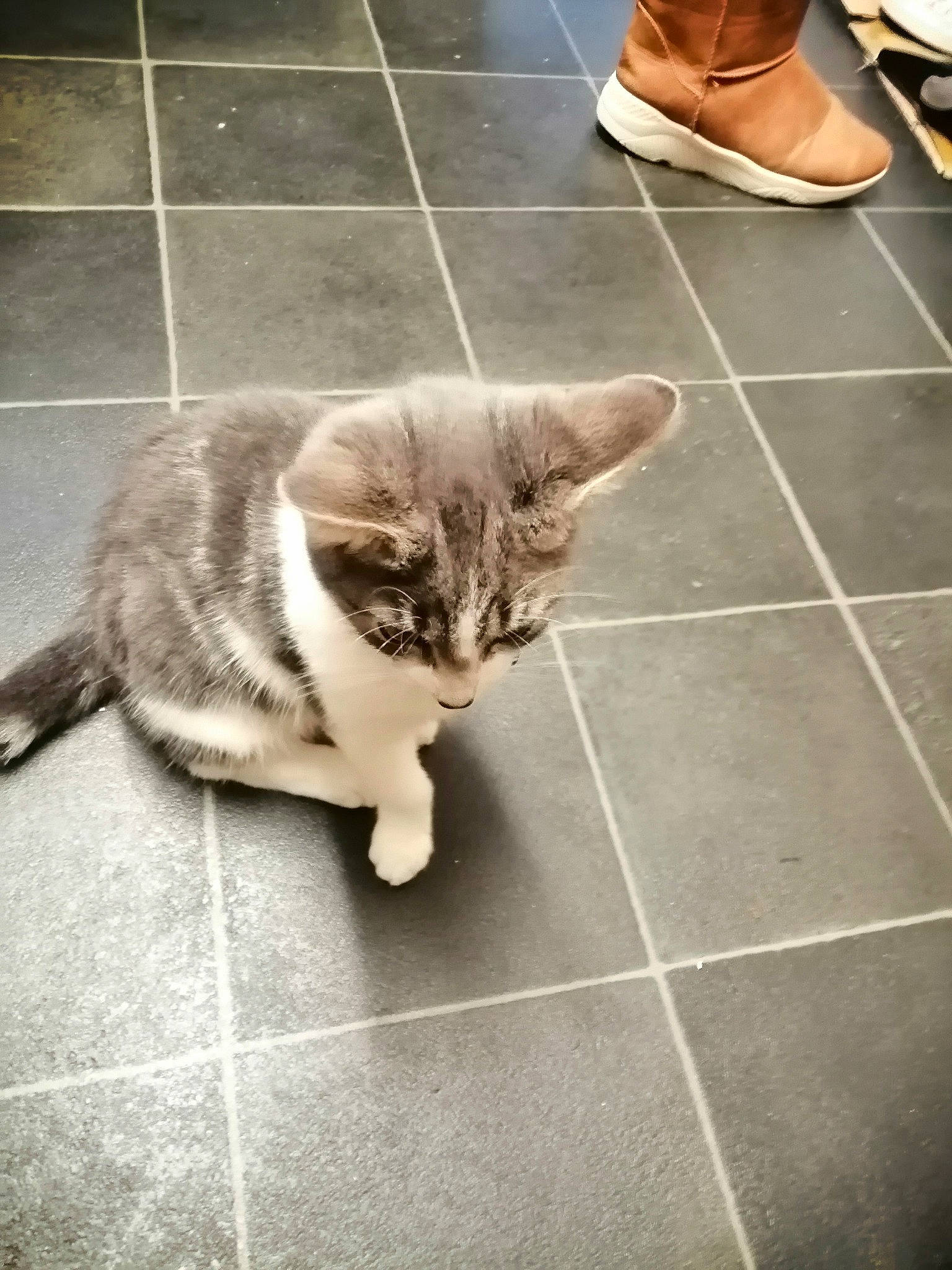 Paris is registered to the contest to win money with this photo: carnivore, cat, domestic_short_haired_cat, fawn, felidae, floor, flooring, foot, fur, grey, hardwood, human_leg, line, road_surface, small_to_medium_sized_cats, snout, tail, tile_flooring, whiskers, wood