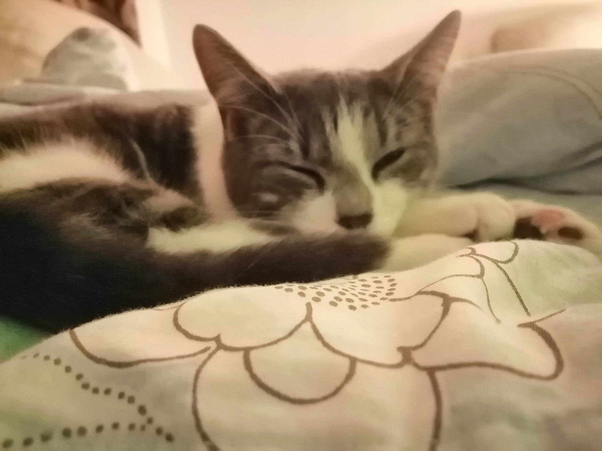 Paris joined the competition — help win amazing prizes! art, bed, bedding, carnivore, cat, cloud, comfort, domestic_short_haired_cat, felidae, fur, grey, linens, metal, paw, sky, small_to_medium_sized_cats, snout, tail, textile, whiskers