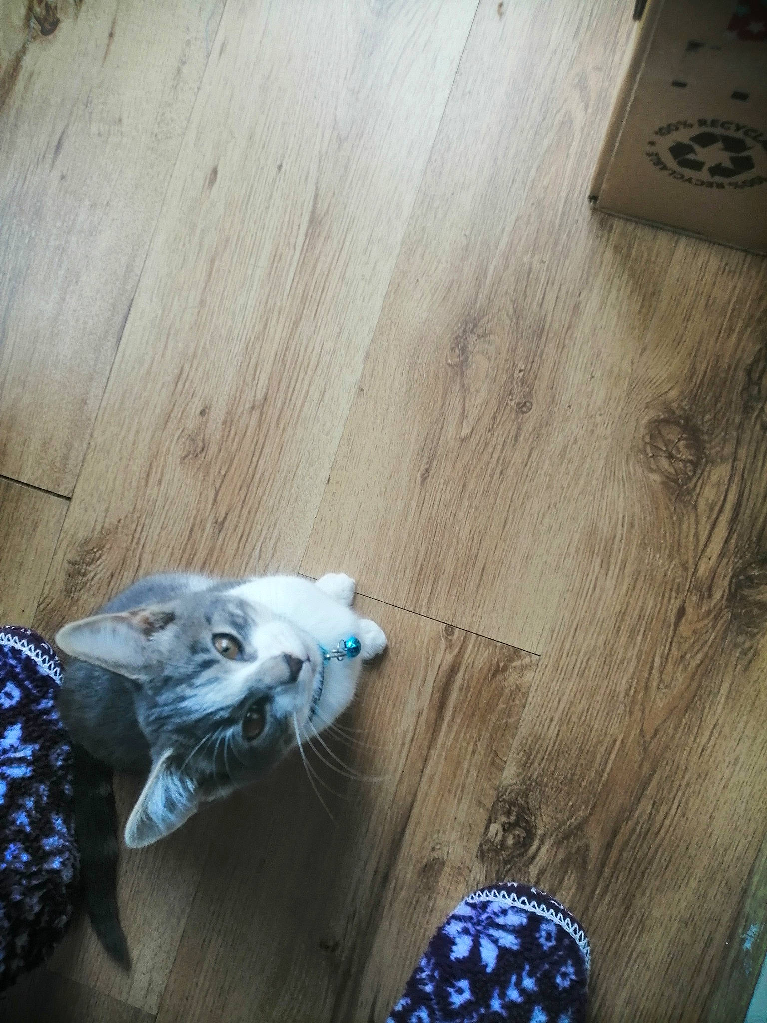 Paris is registered to the contest to win money with this photo: black, carnivore, companion_dog, dog, dog_breed, electric_blue, felidae, floor, flooring, grey, hardwood, laminate_flooring, light, pattern, plywood, tail, whiskers, wood, wood_flooring, wood_stain