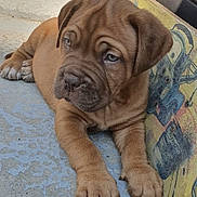 Rio participe au concours pour gagner de l'argent avec cette photo : adorable, animal, brown, canine, closeup, concrete, cute, dog, expression, floor, leisure, outdoor, paws, pet, playful, puppy, resting, skateboard, wrinkles, young