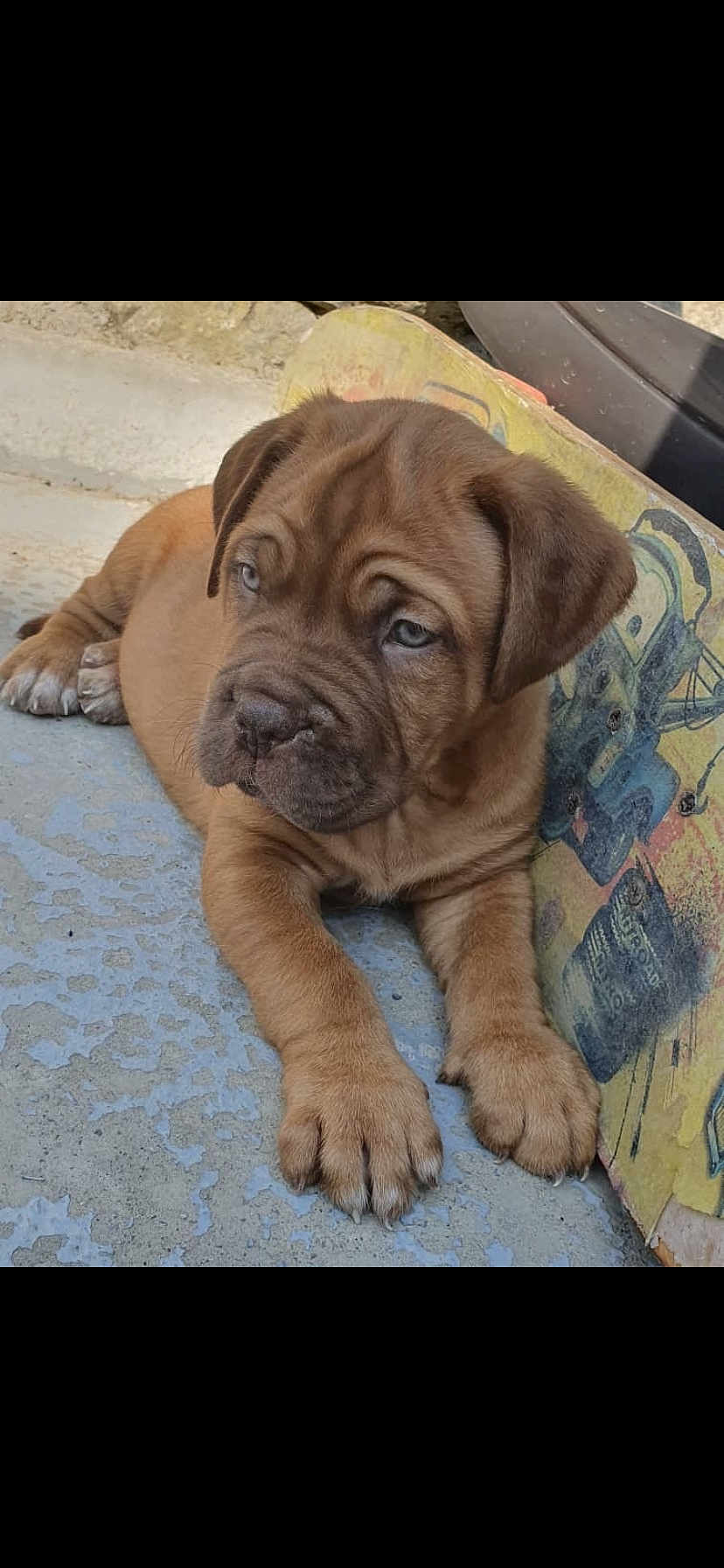 Rio participe au concours pour gagner de l'argent avec cette photo : adorable, animal, brown, canine, closeup, concrete, cute, dog, expression, floor, leisure, outdoor, paws, pet, playful, puppy, resting, skateboard, wrinkles, young