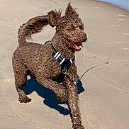 Charlie is registered to the contest to win money with this photo: dog, beach, sand, water, running, curly_fur, happy, outdoor, animal, pet, canine, harness, sunlight, shadow, playful, nature, daytime, motion, ears_flapping, panting