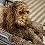 Charlie is registered to the contest to win money with this photo: dog, curly_fur, pet, indoor, quilt, striped, couch, furniture, brown, relaxed, animal, mammal, nose, ears, eyes, paw, home, decor, plant, shelf