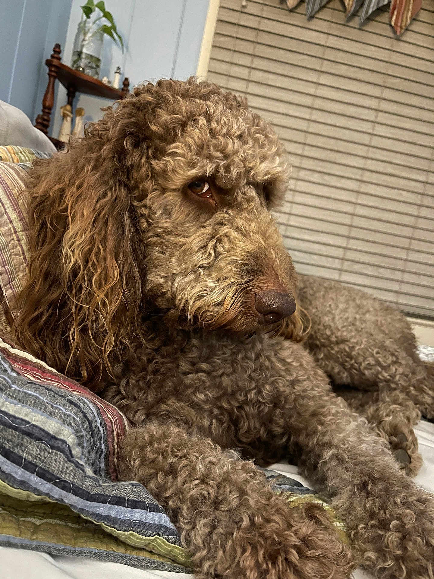 Charlie is registered to the contest to win money with this photo: dog, curly_fur, pet, indoor, quilt, striped, couch, furniture, brown, relaxed, animal, mammal, nose, ears, eyes, paw, home, decor, plant, shelf