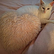 Folizzz participe au concours pour gagner de l'argent avec cette photo : cat, white_cat, fluffy_pillow, heart_shaped, pink_blanket, cozy, indoor, pet, relaxed, fur, animal, resting, cute, soft_texture, home, comfort, sleepy, feline, bed, domestic_animal