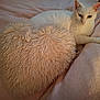 cat, white_cat, fluffy_pillow, heart_shaped, pink_blanket, cozy, indoor, pet, relaxed, fur, animal, resting, cute, soft_texture, home, comfort, sleepy, feline, bed, domestic_animal
