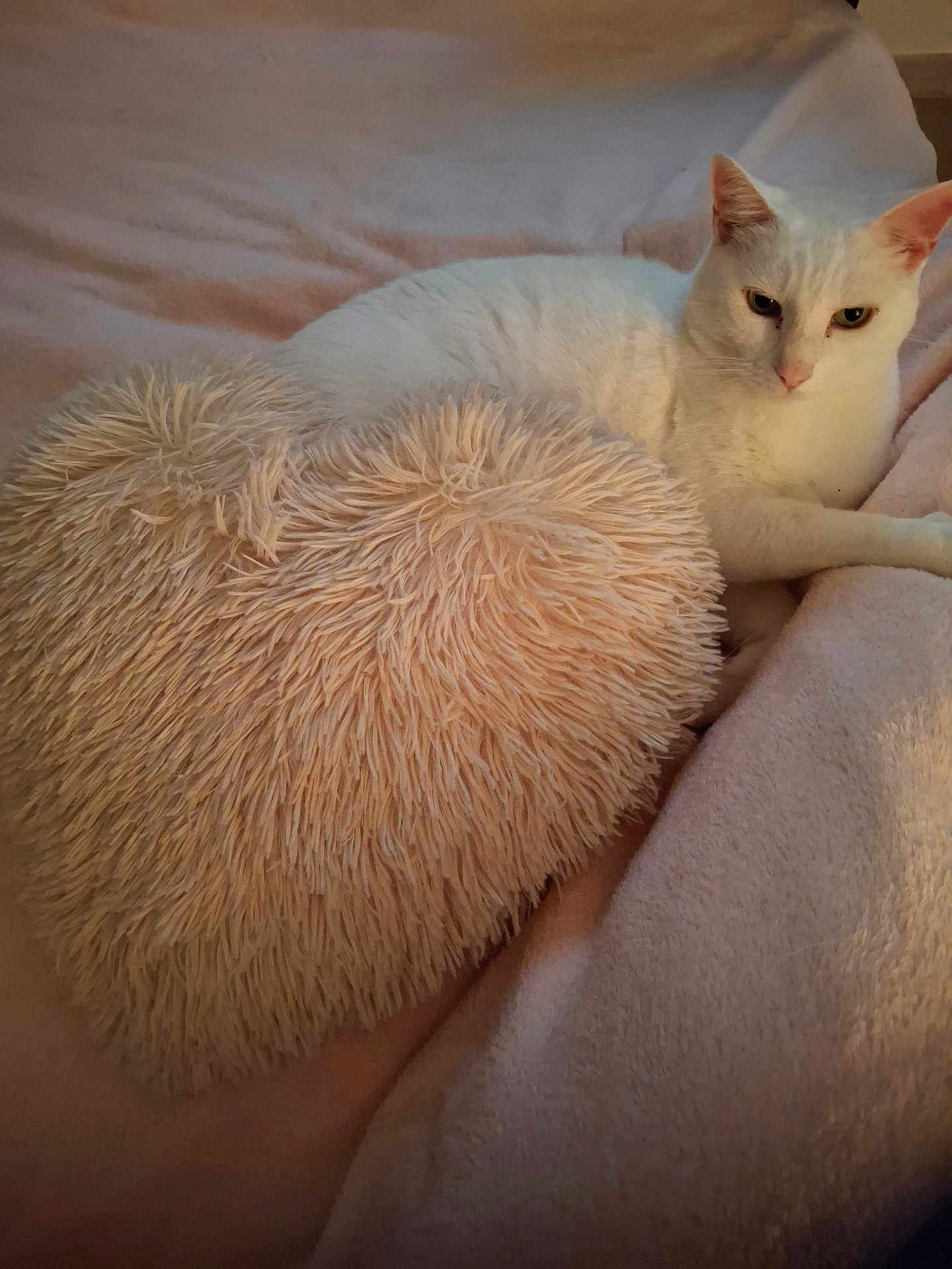 Folizzz participe au concours pour gagner de l'argent avec cette photo : cat, white_cat, fluffy_pillow, heart_shaped, pink_blanket, cozy, indoor, pet, relaxed, fur, animal, resting, cute, soft_texture, home, comfort, sleepy, feline, bed, domestic_animal