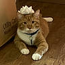 cardboard_box, cat, collar, cute, ears, feline, funny, indoors, orange_cat, paper_crown, paws, pet, portrait, royal, sitting, striped_fur, tag, whiskers, white_chest, wood_floor
