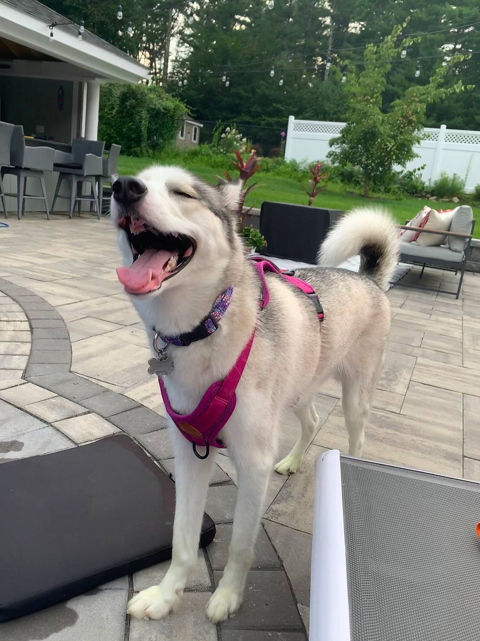 Arya joined the competition — help win amazing prizes! ancient_dog_breeds, canidae, carnivore, collar, companion_dog, dog, dog_breed, dog_collar, fashion_accessory, fawn, leash, non_sporting_group, outdoor_furniture, pet_supply, plant, sporting_group, tail, tree, working_animal, working_dog
