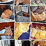 cat, ginger_cat, sleeping, lounging, indoor, tiles, cushion, curious, close_up, collage, feline, relaxed, pet, sunlight, paw, whiskers, resting, bed, door, blanket
