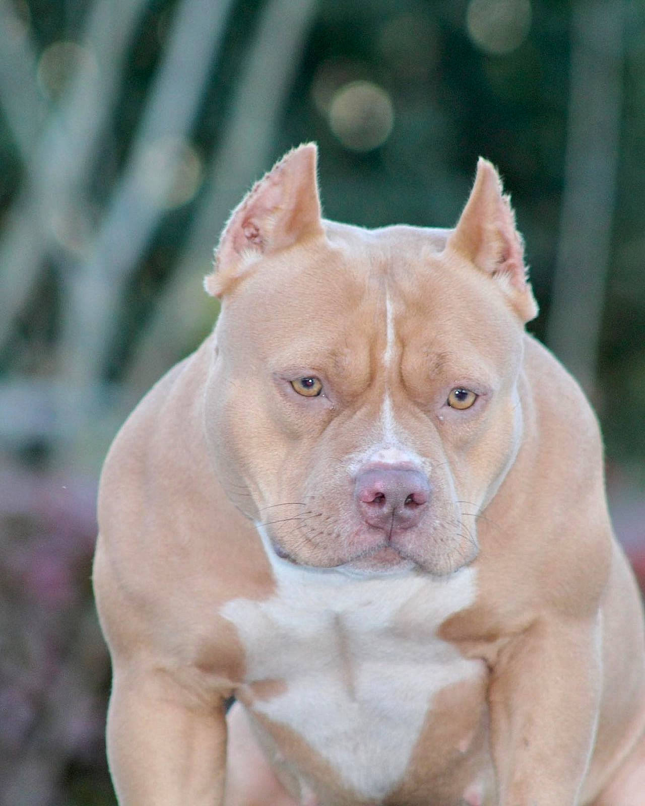 Mamosa joined the competition — help win amazing prizes! ancient_dog_breeds, bulldog, canidae, carnivore, close_up, companion_dog, dog, dog_breed, ear, fawn, grass, molosser, non_sporting_group, peach, snout, sporting_group, terrestrial_animal, whiskers, working_animal, wrinkle