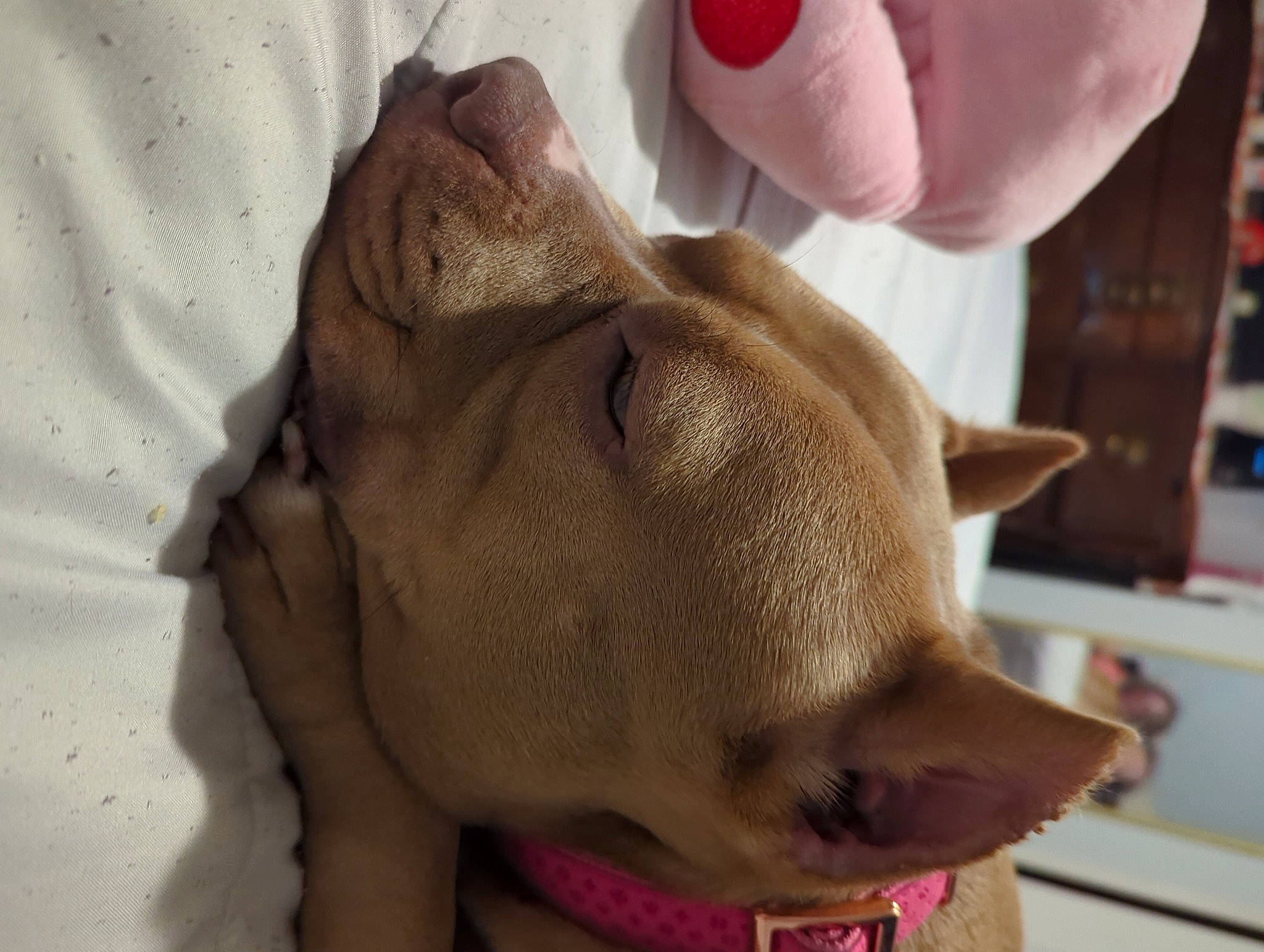 Mamosa is registered to the contest to win money with this photo: carnivore, dog, dog_breed, ear, fashion_accessory, fawn, flesh, fur, gesture, glasses, jaw, liver, shelf, skin, snout, sporting_group, terrestrial_animal, whiskers, working_animal, wrinkle