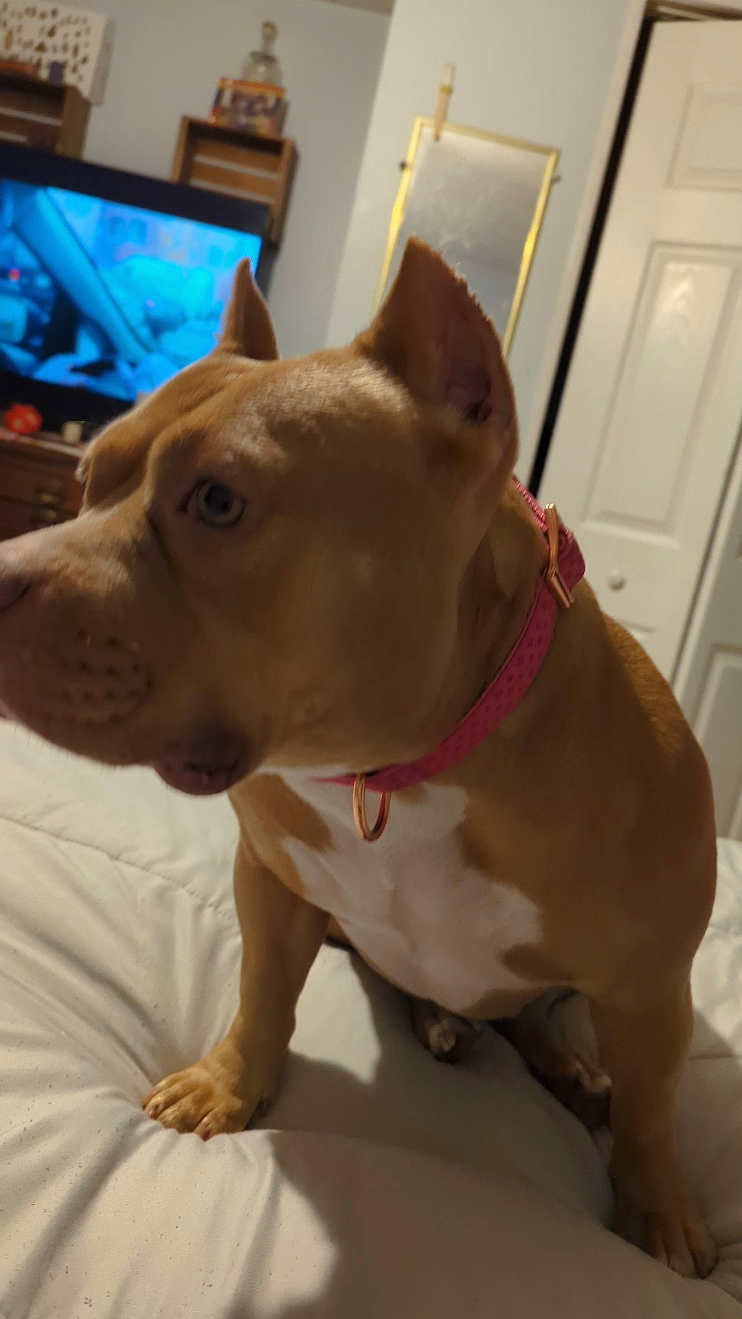 Mamosa joined the competition — help win amazing prizes! carnivore, collar, companion_dog, dog, dog_breed, dog_collar, door, ear, fawn, fur, home_door, liver, molosser, pet_supply, snout, sporting_group, television, whiskers, working_animal, working_dog