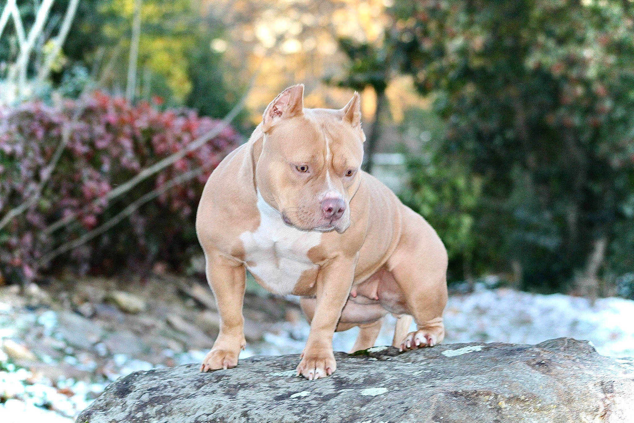 Mamosa joined the competition — help win amazing prizes! canidae, carnivore, collar, companion_dog, dog, dog_breed, dog_collar, fawn, grass, liver, molosser, plant, snout, soil, sporting_group, tail, terrestrial_animal, tree, trunk, wood