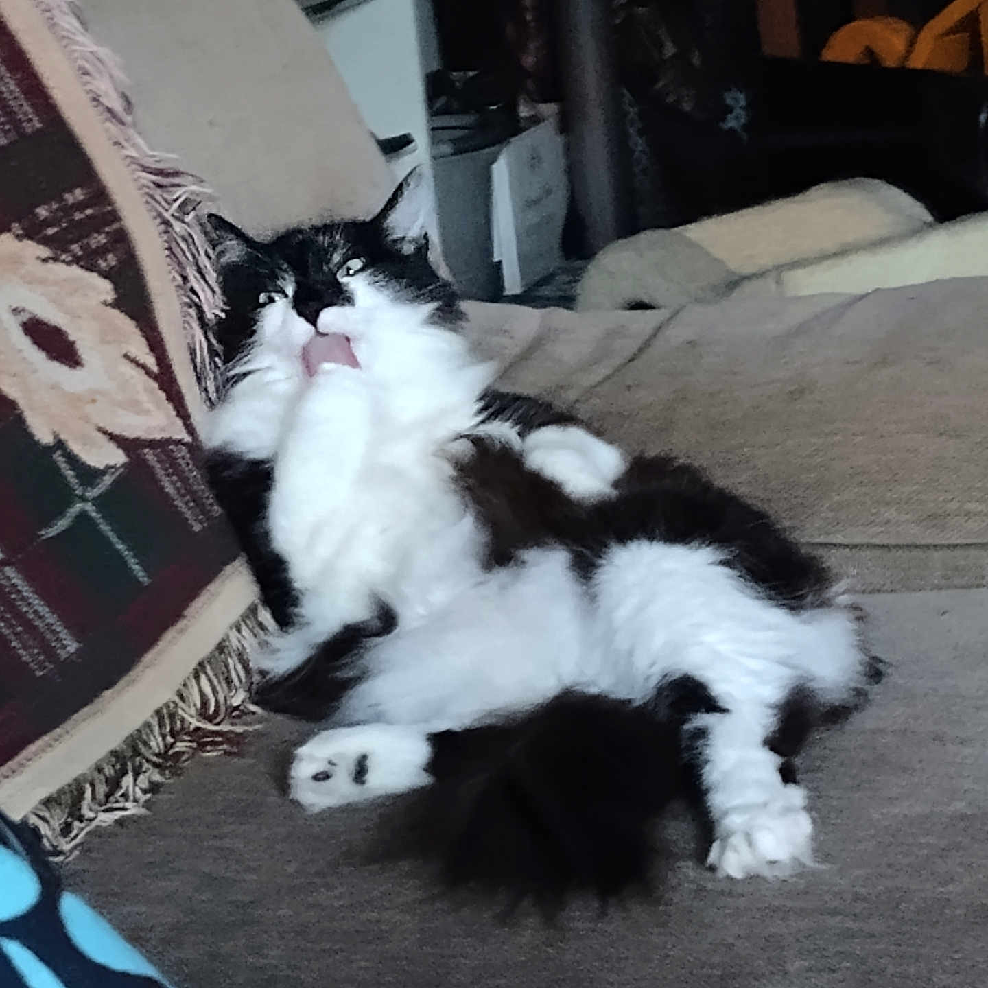 Oreo is registered to the contest to win money with this photo: cat, feline, pet, tongue_out, black_and_white, fluffy, couch, blanket, home_interior, furniture, relaxed, indoor, animal, cozy, resting, fur, paw, whiskers, tongue, cute
