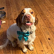 Arthur joined the competition — help win amazing prizes! dog, bow_tie, pet, wooden_floor, indoor, animal, cute, happy, sitting, brown_and_white, fur, canine, looking_up, playful, domestic, companion, flooring, cheerful, tongue_out, ears