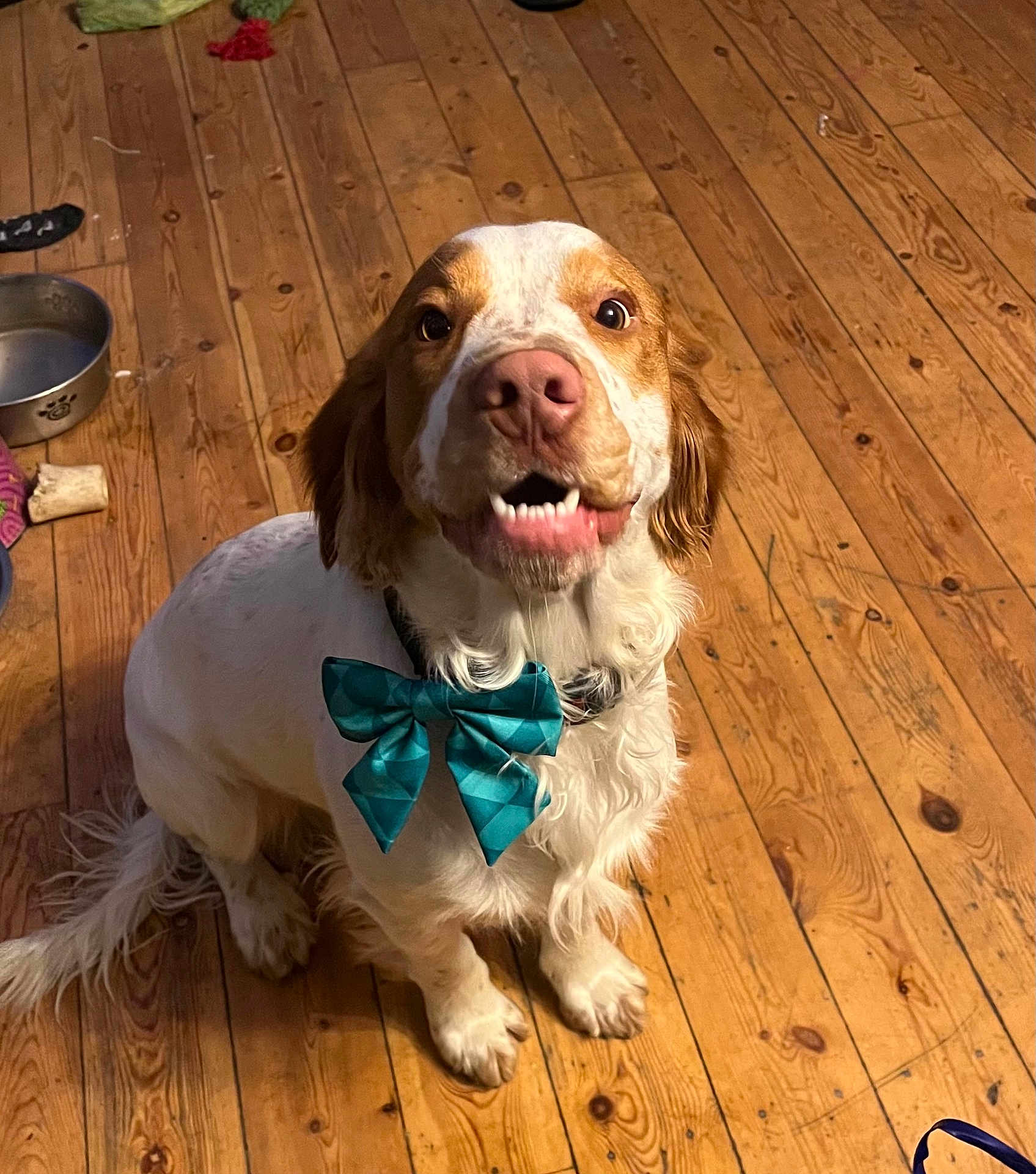 Arthur joined the competition — help win amazing prizes! dog, bow_tie, pet, wooden_floor, indoor, animal, cute, happy, sitting, brown_and_white, fur, canine, looking_up, playful, domestic, companion, flooring, cheerful, tongue_out, ears