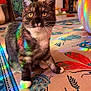cat, indoor, rainbow, colorful, rug, pattern, bug, whiskers, fur, curious, sitting, yellow_eyes, plant, painting, bookshelf, decor, white_paws, lighting, reflection, home