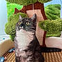 alert, animal, background, cat, cozy, curious, cute, feline, gray_cat, houseplant, indoor, pet, playful, scratching_post, sitting, toy_mouse, whiskers, white_cat, woven_mat, yellow_eyes
