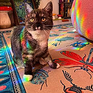 Iris is registered to the contest to win money with this photo: bright, bug_pattern, cat, colorful, cozy, curious, decor, ears, eyes, floor, furniture, home, indoor, painting, plant, rainbow_light, rug, tuxedo_cat, whiskers, white_paws