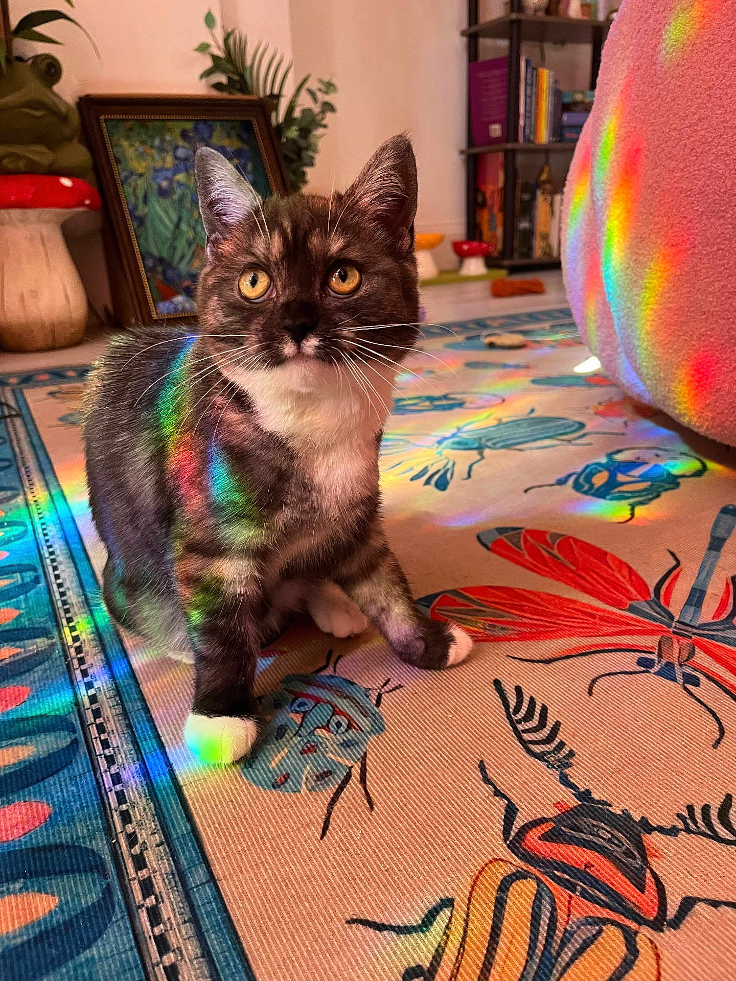 Iris