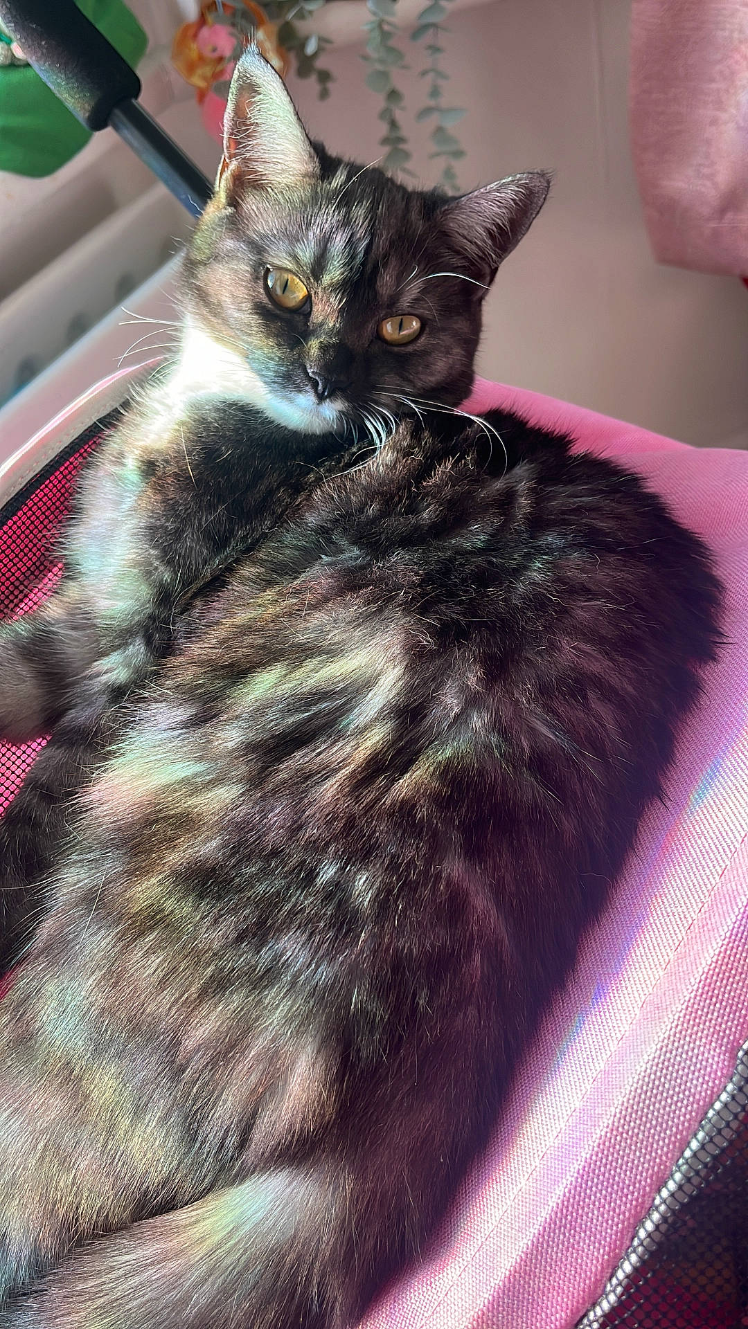 Iris joined the competition — help win amazing prizes! animal, cat, chair, close_up, cozy, cute, domestic_cat, ears, feline, fur, indoor, pet, pink, rainbow_light, relaxing, resting, soft_texture, sunlight, whiskers, yellow_eyes