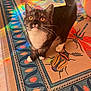 cat, amber_eyes, curious, whiskers, tail, patterned_rug, insect_design, butterfly_design, rainbow_light, colorful, indoor, floor, pet, animal, feline, cozy, closeup, bright_colors, paws