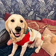 George is registered to the contest to win money with this photo: dog, golden_retriever, sweater, couch, cushion, person, tail, indoor, happy, pet, wallpaper, patterned, red, white, furniture, smiling, seated, decor, living_room, cozy