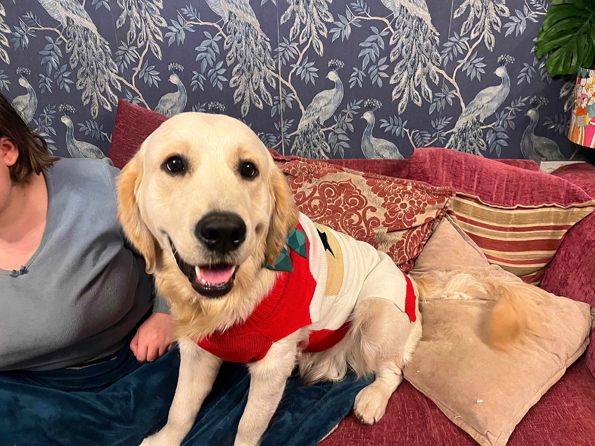 George is registered to the contest to win money with this photo: dog, golden_retriever, sweater, couch, cushion, person, tail, indoor, happy, pet, wallpaper, patterned, red, white, furniture, smiling, seated, decor, living_room, cozy