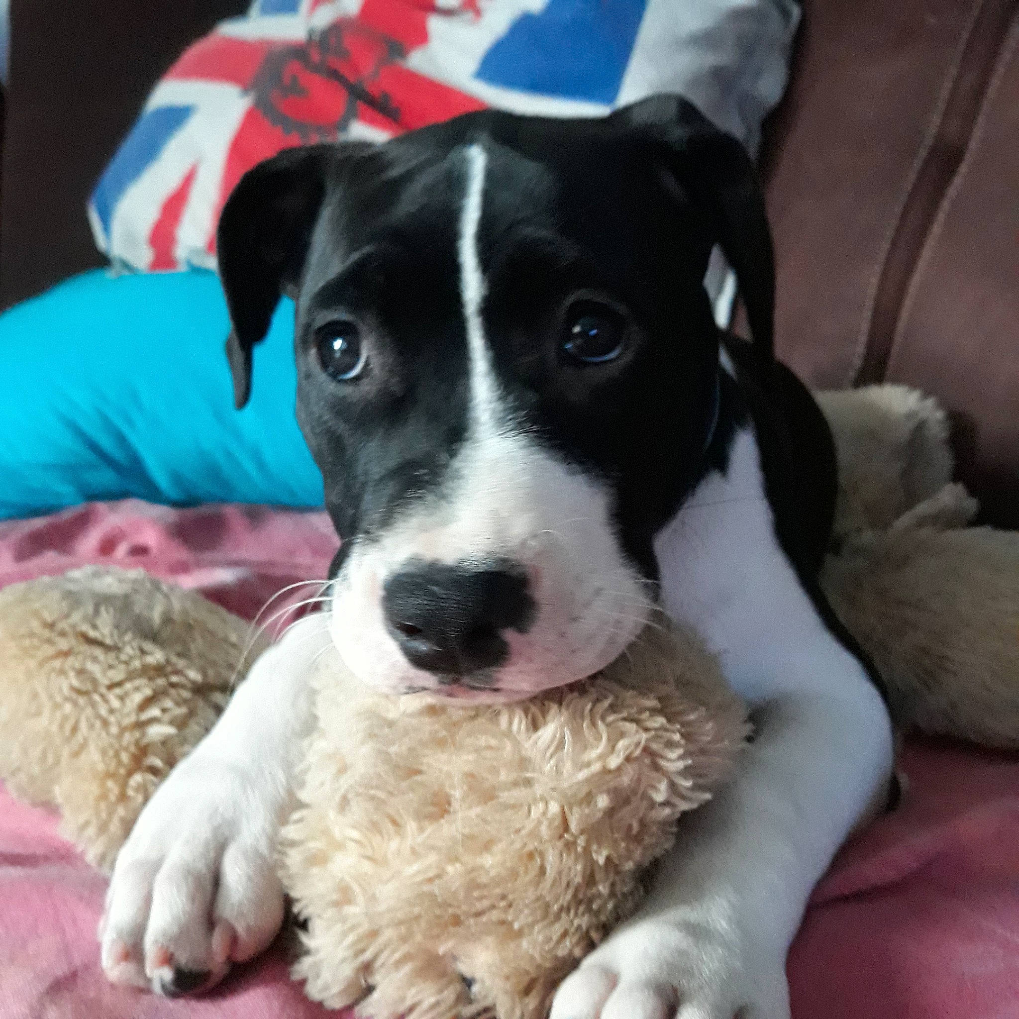 Bulma a rejoint le concours — aidez-le/la à gagner de superbes lots ! canidae, carnivore, companion_dog, danish_swedish_farmdog, dog, dog_breed, feist, mammal, mcnab, puppy, rare_breed_dog, snout, sporting_group, vertebrate, whiskers