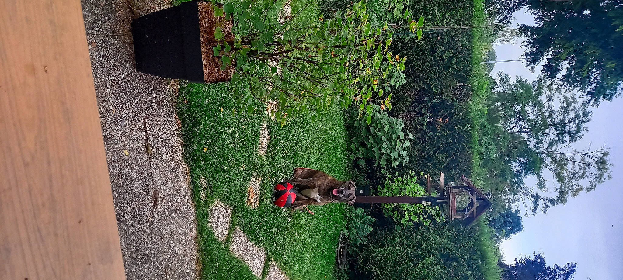 Beerus participe au concours pour gagner de l'argent avec cette photo : adventure, backyard, biome, garden, grass, groundcover, landscape, landscaping, lawn, plant, recreation, shadow, shrub, soil, tree, trunk, vegetation, wood, woody_plant, yard