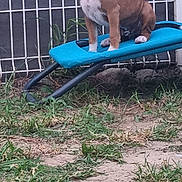 Alto a rejoint le concours — aidez-le/la à gagner de superbes lots ! animal, attentive, blue_bed, brown, canine, daylight, dog, domestic_animal, fence, fenced_area, grass, nature, outdoor, pet, play_area, resting, sitting, small_dog, white, yard