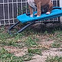animal, attentive, blue_bed, brown, canine, daylight, dog, domestic_animal, fence, fenced_area, grass, nature, outdoor, pet, play_area, resting, sitting, small_dog, white, yard