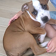 Alto participe au concours pour gagner de l'argent avec cette photo : puppy, dog, brown, white, pet, floor, child, hands, snuggling, cute, animal, indoor, young_dog, looking_up, ears, tail, legs, fur, domestic_animal, companion