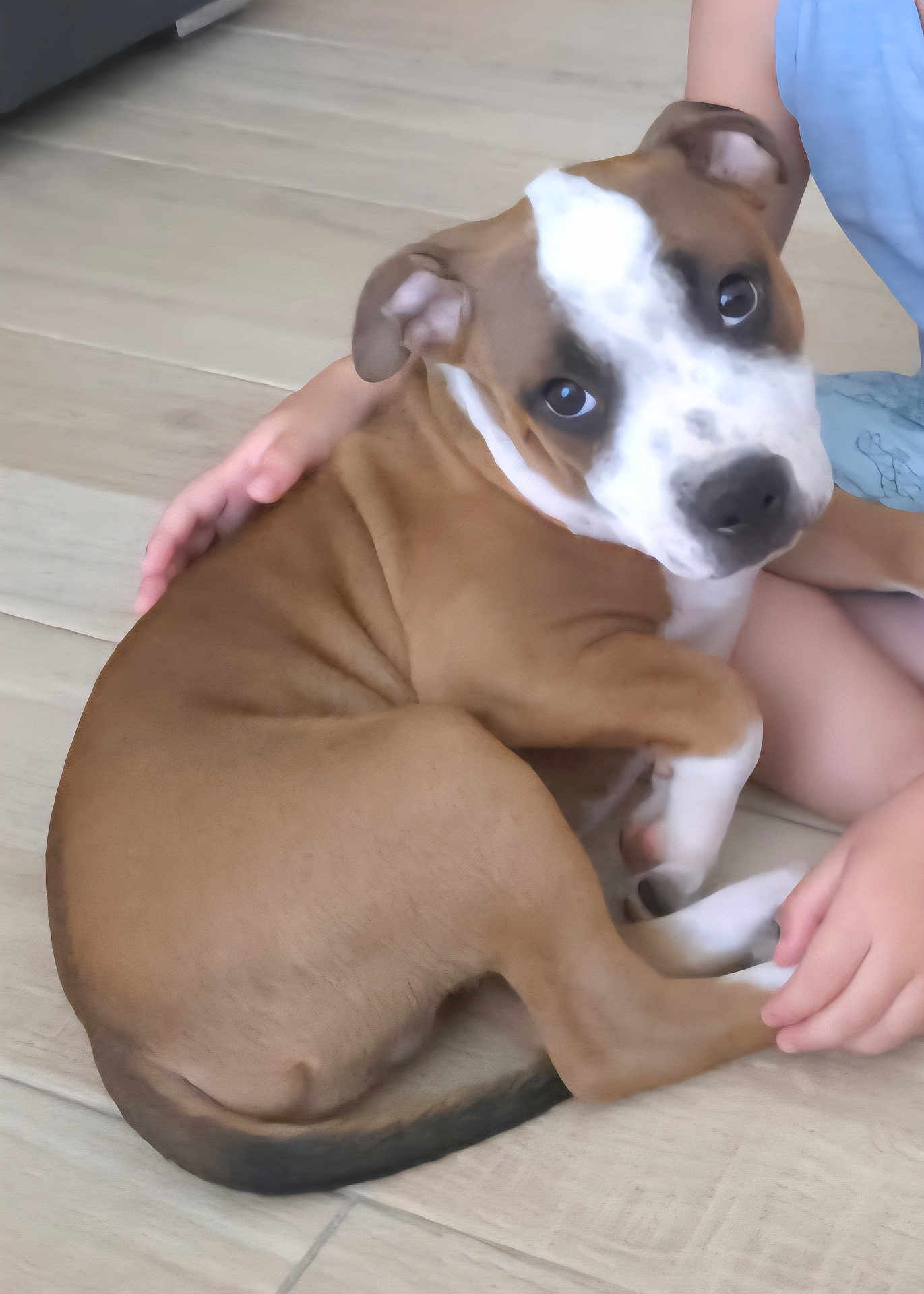 Alto participe au concours pour gagner de l'argent avec cette photo : puppy, dog, brown, white, pet, floor, child, hands, snuggling, cute, animal, indoor, young_dog, looking_up, ears, tail, legs, fur, domestic_animal, companion