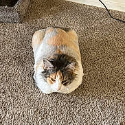 Ivy joined the competition — help win amazing prizes! cat, calico, fluffy, carpet, indoor, pet, animal, feline, resting, cute, ears, whiskers, tail, fur, home, cozy, carpeted_floor, cat_tree, wall, cable