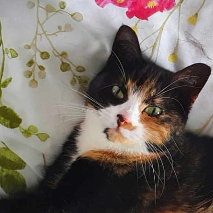 Cleo joined the competition — help win amazing prizes! abyssinian, animal, blanket, cat, cushion, face, flower, head, homedecor, indoors, interiordesign, kitten, leaf, manx, pattern, person, pet, petal, plant, sleeping