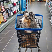 Naska a rejoint le concours — aidez-le/la à gagner de superbes lots ! dog, shopping_cart, store, aisle, pet, animal, floor, shelves, household_items, textiles, curious, calm, indoor, shopping, wheels, gray, brown, black, white, plastic
