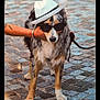Naska a rejoint le concours — aidez-le/la à gagner de superbes lots ! dog, hat, sunglasses, cobblestone, street, person, hand, leash, animal, pet, outdoor, fashion, accessory, canine, walking, summer, cool, standing, shaded, urban