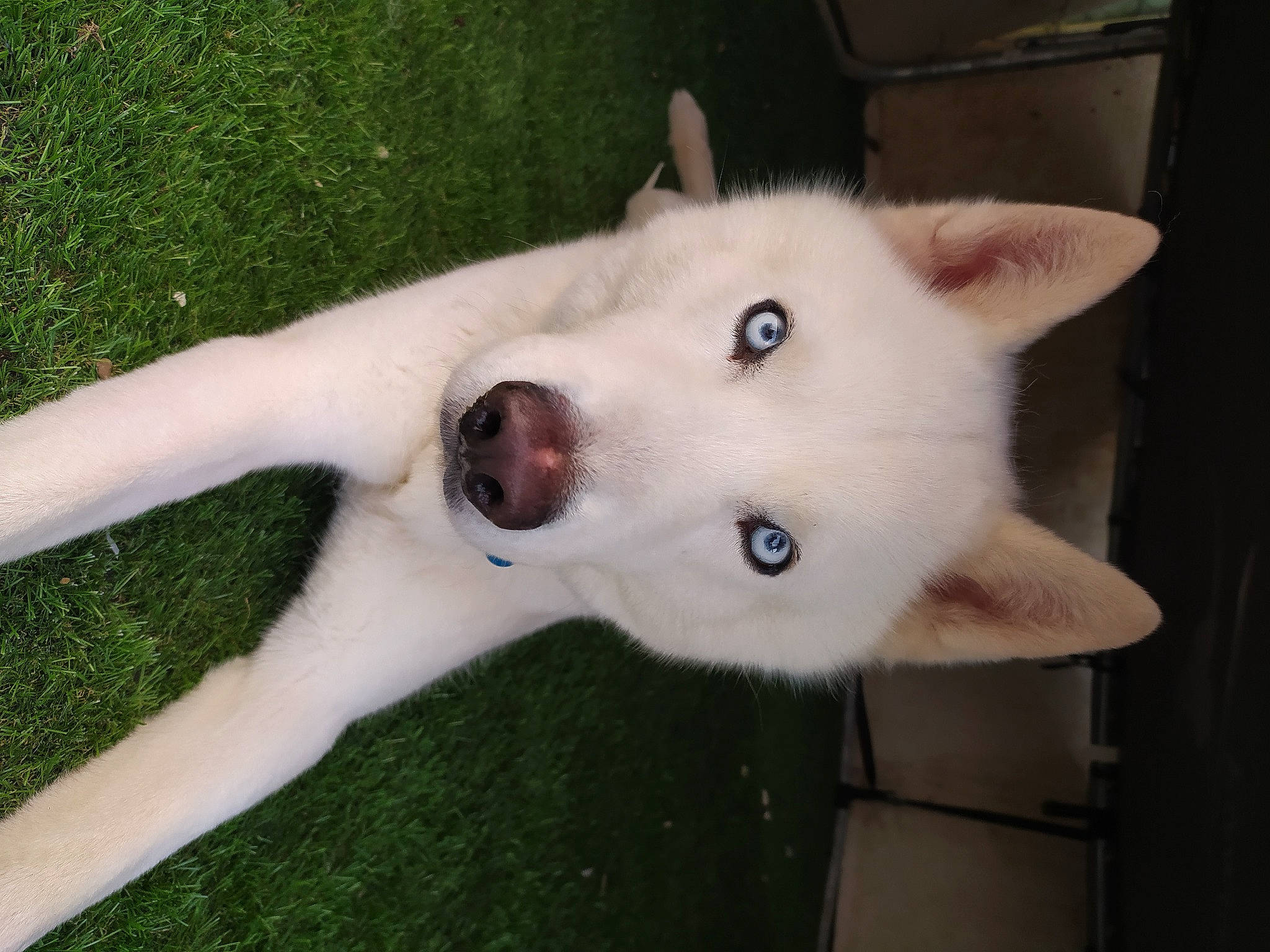 Eiko participe au concours pour gagner de l'argent avec cette photo : canidae, carnivore, collar, companion_dog, dog, dog_breed, fawn, fur, jaw, no_expression, non_sporting_group, snout, sporting_group, tail, terrestrial_animal, whiskers