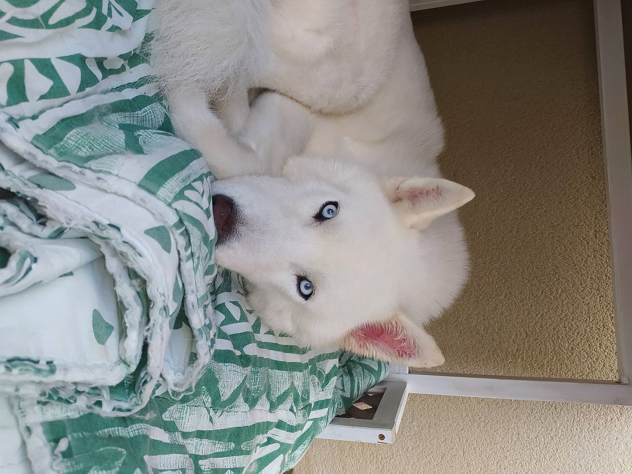 Eiko a rejoint le concours — aidez-le/la à gagner de superbes lots ! canidae, carnivore, comfort, companion_dog, couch, dog, dog_breed, eye, fawn, felidae, fur, head, linens, pattern, snout, sporting_group, stuffed_toy, tail, toy, whiskers