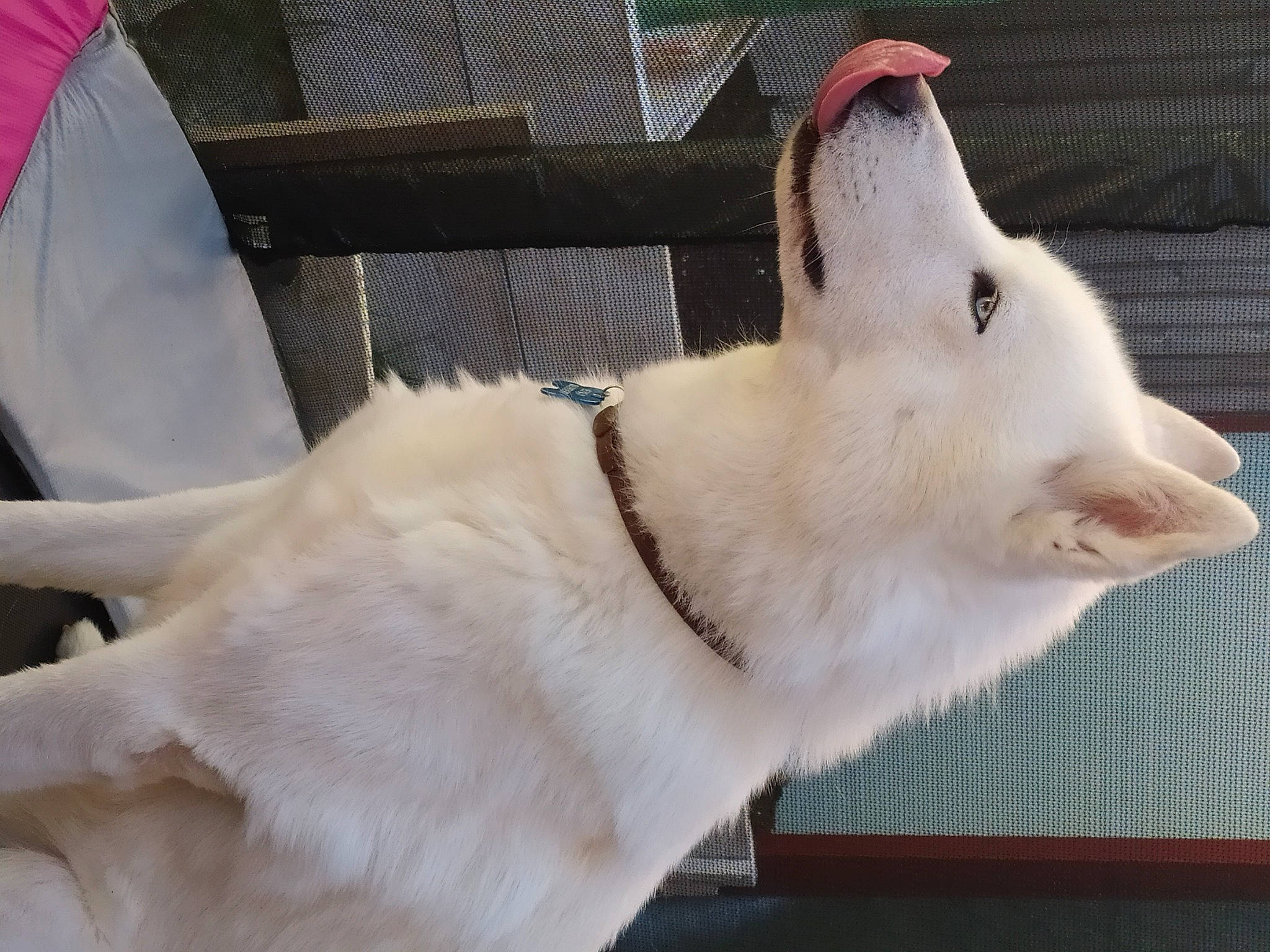 Eiko participe au concours pour gagner de l'argent avec cette photo : canidae, carnivore, cat, claw, collar, companion_dog, dog_breed, dog_collar, domestic_short_haired_cat, fang, fawn, felidae, fur, paw, pet_supply, samoyed, small_to_medium_sized_cats, sporting_group, tail, whiskers