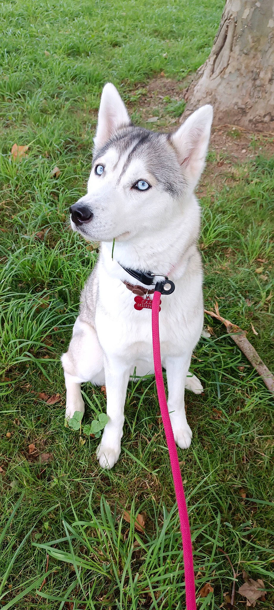 Cali a rejoint le concours — aidez-le/la à gagner de superbes lots ! ancient_dog_breeds, canidae, canis, carnivore, collar, companion_dog, dog, dog_breed, dog_collar, dog_supply, fawn, grass, non_sporting_group, pet_supply, plant, sporting_group, tail, terrestrial_animal, working_animal, working_dog