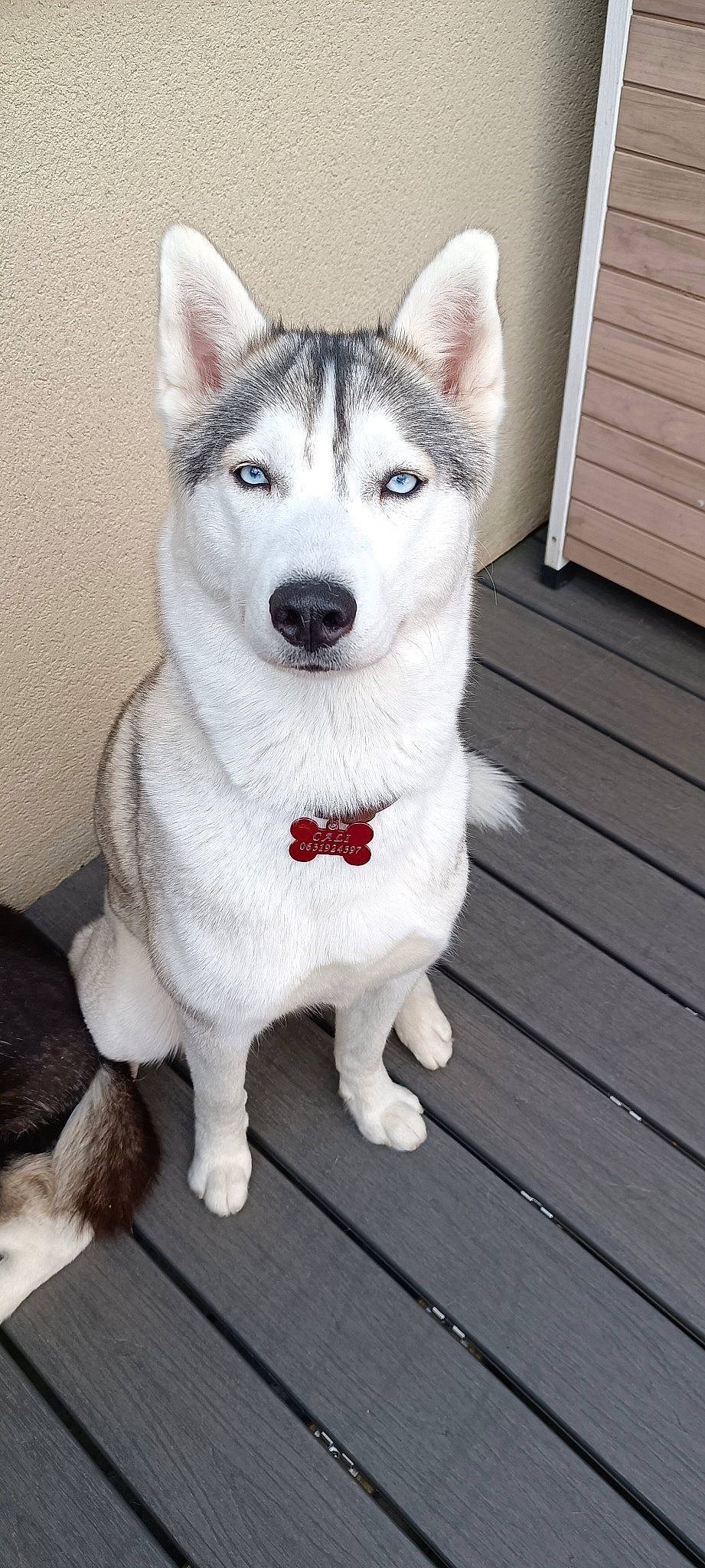 Cali participe au concours pour gagner de l'argent avec cette photo : canidae, canis, carnivore, collar, companion_dog, dog, dog_breed, fur, grey, hardwood, siberian_husky, sled_dog, snout, sporting_group, terrestrial_animal, whiskers, wolf, wood, working_animal, working_dog