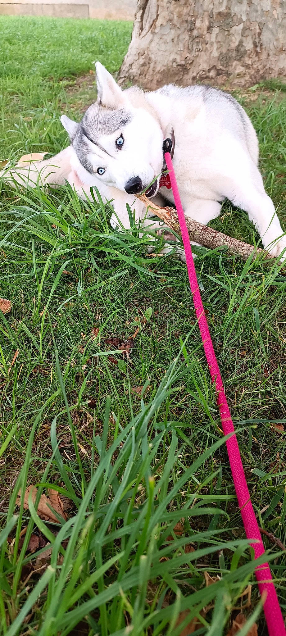 Cali participe au concours pour gagner de l'argent avec cette photo : canidae, carnivore, collar, companion_dog, dog, dog_breed, dog_collar, fawn, grass, grass_family, mammal, non_sporting_group, plant, sporting_group, tail, terrestrial_plant, toy_dog, tree, vertebrate, working_animal