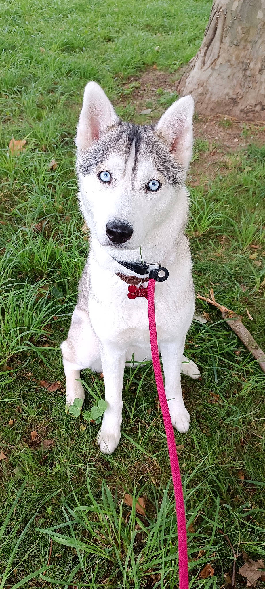 Cali participe au concours pour gagner de l'argent avec cette photo : ancient_dog_breeds, canidae, canis, carnivore, collar, companion_dog, dog, dog_breed, dog_collar, fawn, grass, pet_supply, plant, sled_dog, sporting_group, tail, terrestrial_animal, wolf, working_animal, working_dog
