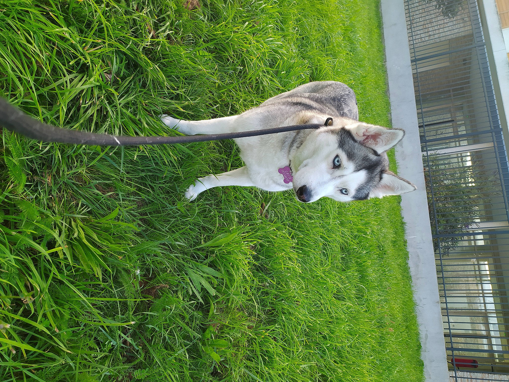 Gaya a rejoint le concours — aidez-le/la à gagner de superbes lots ! canidae, carnivore, collar, companion_dog, dog, dog_breed, fawn, felidae, grass, groundcover, lawn, leash, non_sporting_group, pet_supply, plant, small_to_medium_sized_cats, sporting_group, tail, tree, working_animal