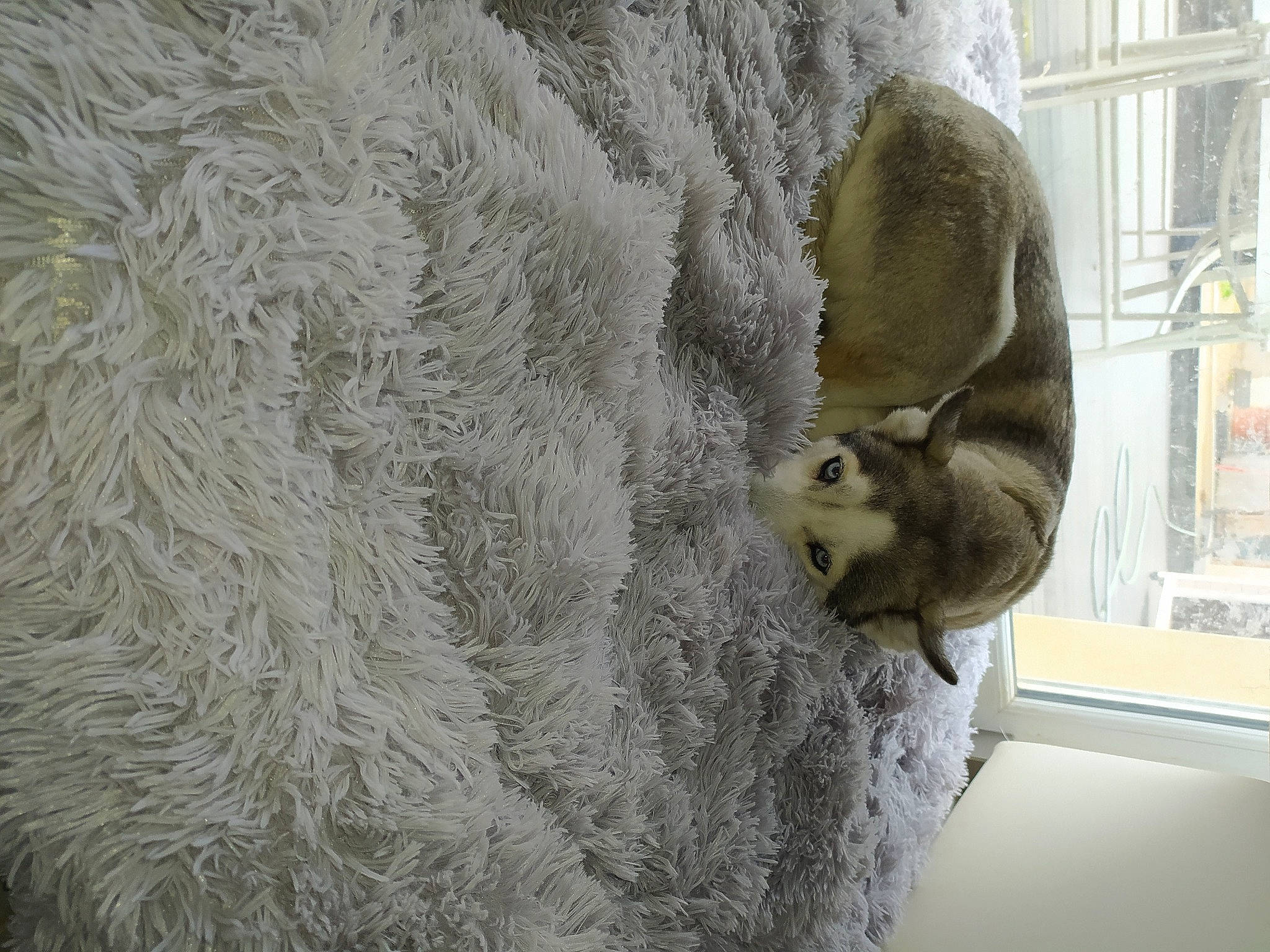 Gaya a rejoint le concours — aidez-le/la à gagner de superbes lots ! art, fawn, flooring, fur, grey, linens, natural_material, pattern, plant, tail, terrestrial_animal, trunk, visual_arts, wildlife, window, winter, wood, wool