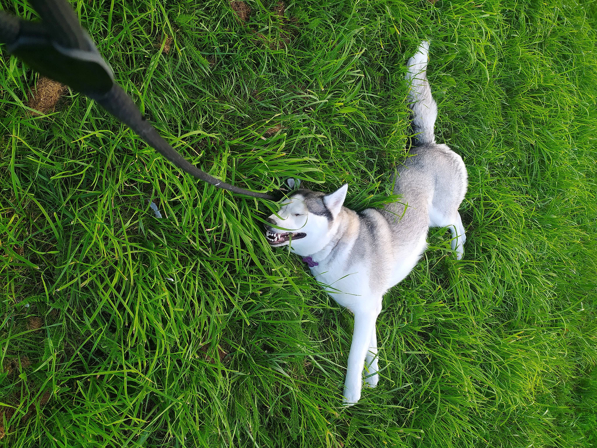 Gaya participe au concours pour gagner de l'argent avec cette photo : canidae, carnivore, companion_dog, dog_breed, fawn, felidae, grass, grass_family, grassland, groundcover, herb, kitchen_utensil, lawn, pasture, plant, small_to_medium_sized_cats, sporting_group, tail, terrestrial_animal, working_animal